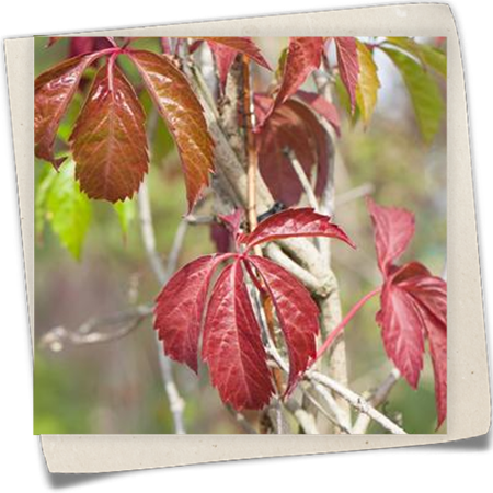 Mauerwein 'Engelmannii' Mauerwein 'Engelmannii'