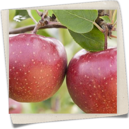 Apfel 'Jonagold' Apfel 'Jonagold'