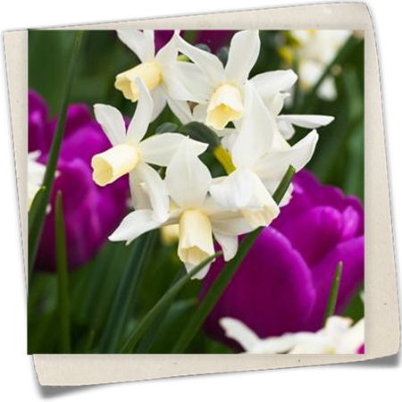 Cyclamineus-Narzisse 'Toto' Cyclamineus-Narzisse 'Toto'