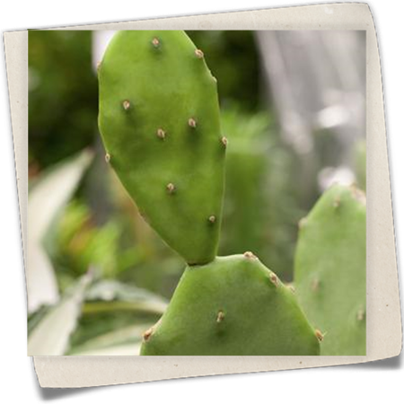 Feigenkaktus Feigenkaktus