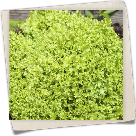 Pflück-Salat Pflück-Salat