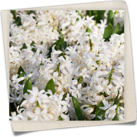 Hyazinthe 'White Pearl' Hyazinthe 'White Pearl'