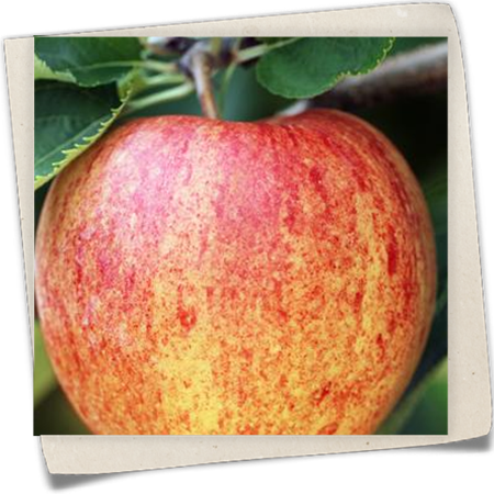 Apfel 'Jonagored' Apfel 'Jonagored'