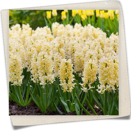 Hyazinthe 'Yellow Queen' Hyazinthe 'Yellow Queen'