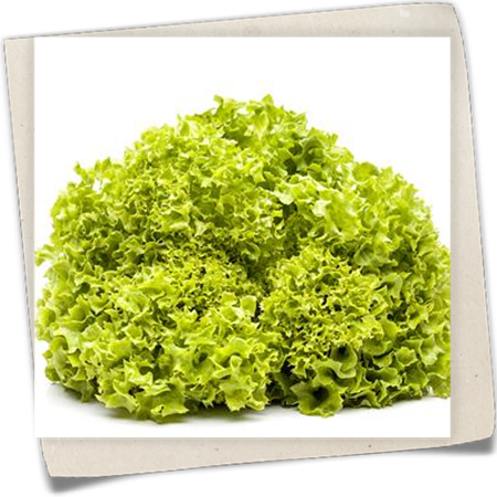 Blatt-Salat 'Lollo bionda' Blatt-Salat 'Lollo bionda'