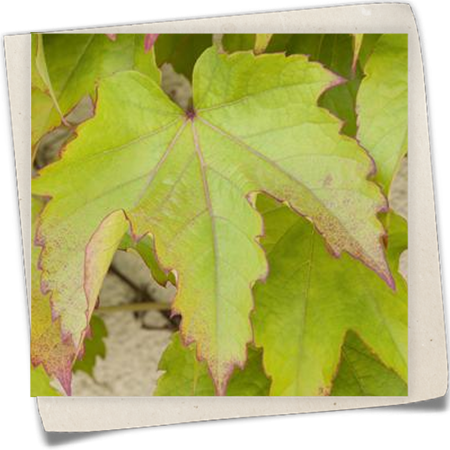 Dreilappige Jungfernrebe 'Veitchii' Dreilappige Jungfernrebe 'Veitchii'