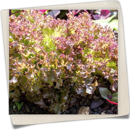 Pflücksalat 'Lollo rosso' Pflücksalat 'Lollo rosso'