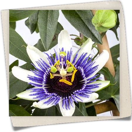 Blaue Passionsblume Blaue Passionsblume