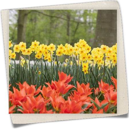 Jonquilla-Narzisse Jonquilla-Narzisse