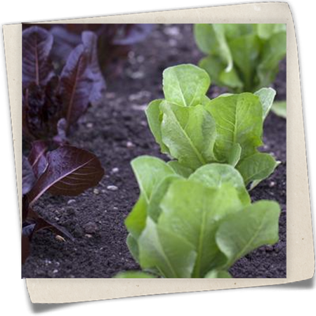 Romanasalat Romanasalat