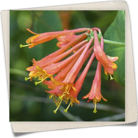 Rote Geißschlinge 'Dropmore Scarlet' Rote Geißschlinge 'Dropmore Scarlet'