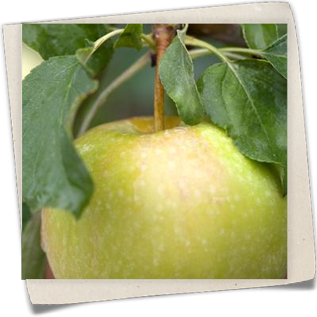 Apfel 'Pinova'(s) Apfel 'Pinova'(s)