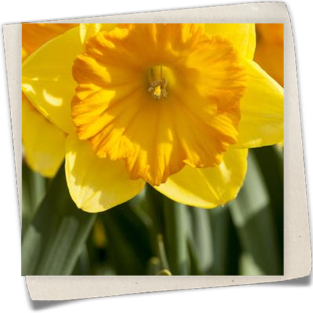 Großkronige Narzisse Großkronige Narzisse