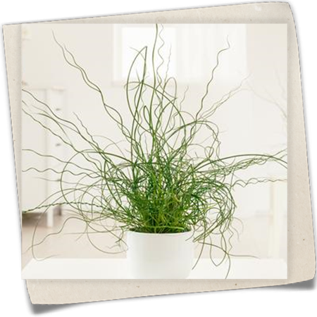 Spiralige Garten-Binse Spiralige Garten-Binse