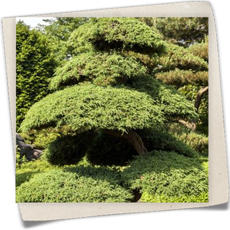 Chinesischer Wacholder Chinesischer Wacholder