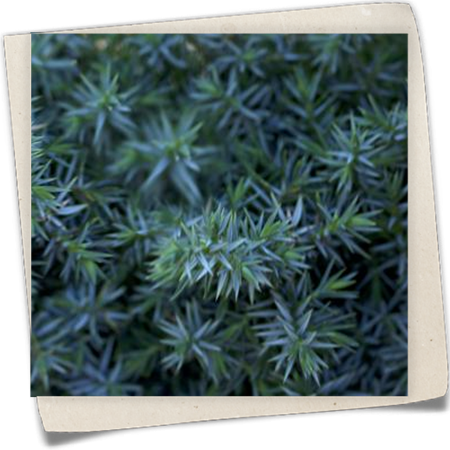 Chinesischer Wacholder 'Blue Alps' Chinesischer Wacholder 'Blue Alps'