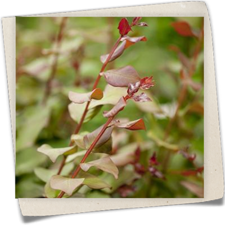 Indianerflieder Indianerflieder