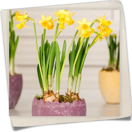 Garten-Trompeten-Narzisse Garten-Trompeten-Narzisse