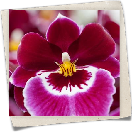 Stiefmütterchen-Orchidee Stiefmütterchen-Orchidee