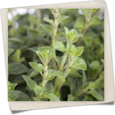 Oregano Oregano