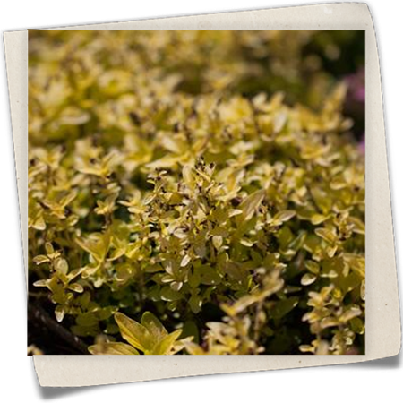 Gelblaubiger Garten-Dost Gelblaubiger Garten-Dost