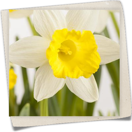 Tazetten-Narzisse Tazetten-Narzisse