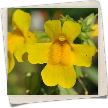 Gelbblühende Gauklerblume Gelbblühende Gauklerblume