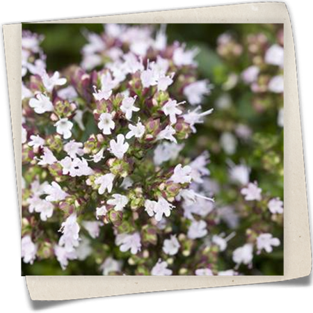 Garten-Dost 'Compactum' Garten-Dost 'Compactum'