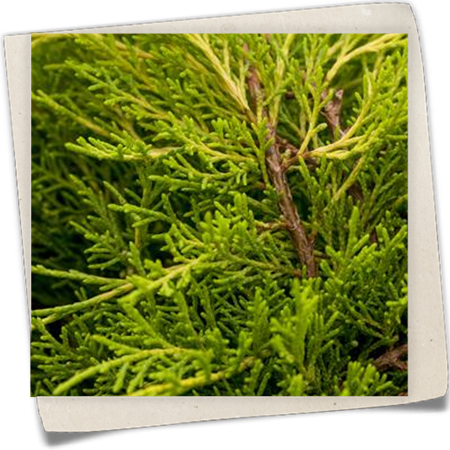 Chinesischer Wacholder 'Old Gold' Chinesischer Wacholder 'Old Gold'