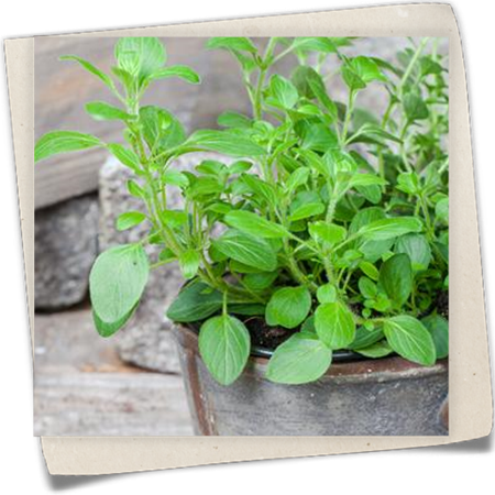 Hängender Oregano Hängender Oregano