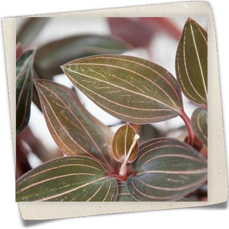 Juwelorchidee Juwelorchidee