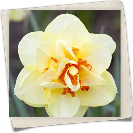 Narzisse 'Yellow Cheerfulness' Narzisse 'Yellow Cheerfulness'