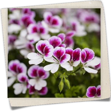 Duftpelargonie Duftpelargonie