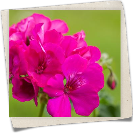 Hybrid-Pelargonie 'Calliope'® Hybrid-Pelargonie 'Calliope'®