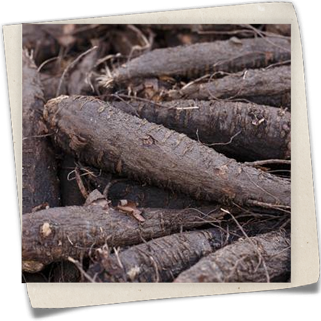 Wunderblume Wunderblume