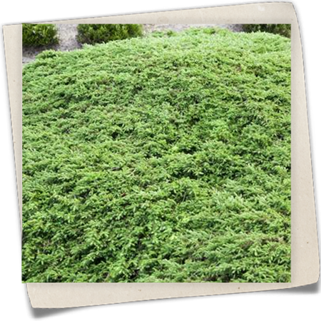 Kriechwacholder 'Green Carpet' Kriechwacholder 'Green Carpet'