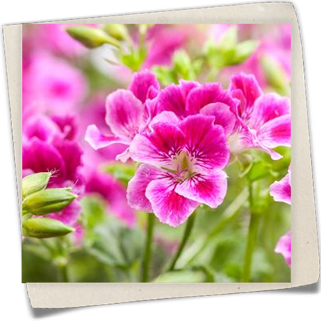 Zitronenduftpelargonie Zitronenduftpelargonie