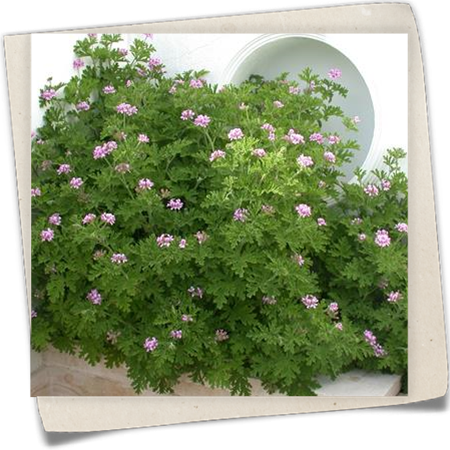 Zitronengeranie 'Mosquito' Zitronengeranie 'Mosquito'