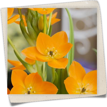 Milchstern 'Cape Star' Milchstern 'Cape Star'