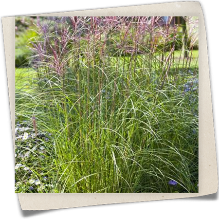 Garten-Chinaschilf Garten-Chinaschilf