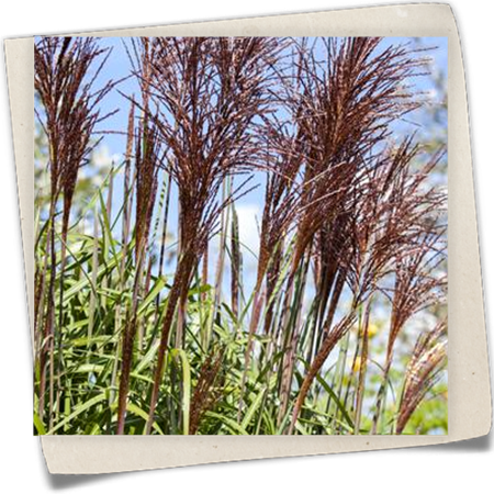 Garten-Chinaschilf 'Ghana' Garten-Chinaschilf 'Ghana'