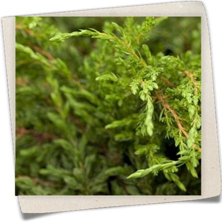 Kriechender Wacholder 'Repanda' Kriechender Wacholder 'Repanda'