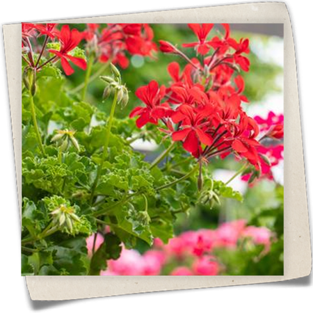 Pelargonie Grand Idols® Pelargonie Grand Idols®