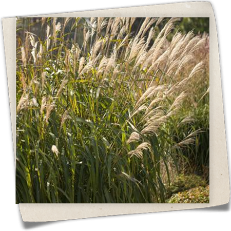 Garten-Chinaschilf 'Adagio' Garten-Chinaschilf 'Adagio'