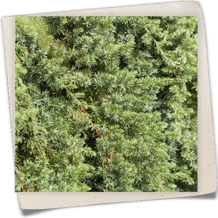 Blauer Sachalin-Kriechwacholder 'Blue Pacific' Blauer Sachalin-Kriechwacholder 'Blue Pacific'