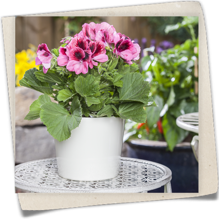 Englische Geranie Englische Geranie