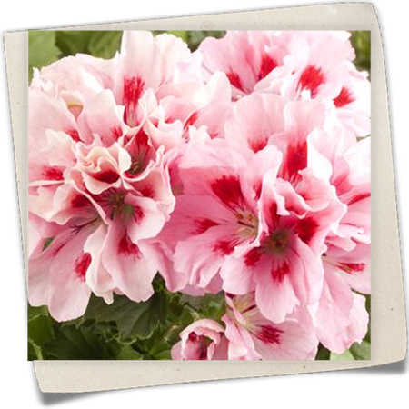 Edelgeranie  Edelgeranie