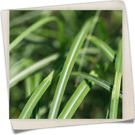 Garten-Chinaschilf 'Cabaret' Garten-Chinaschilf 'Cabaret'