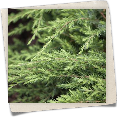 Sachalin-Kriechwacholder 'Schlager' Sachalin-Kriechwacholder 'Schlager'