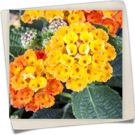 Wandelröschen Wandelröschen